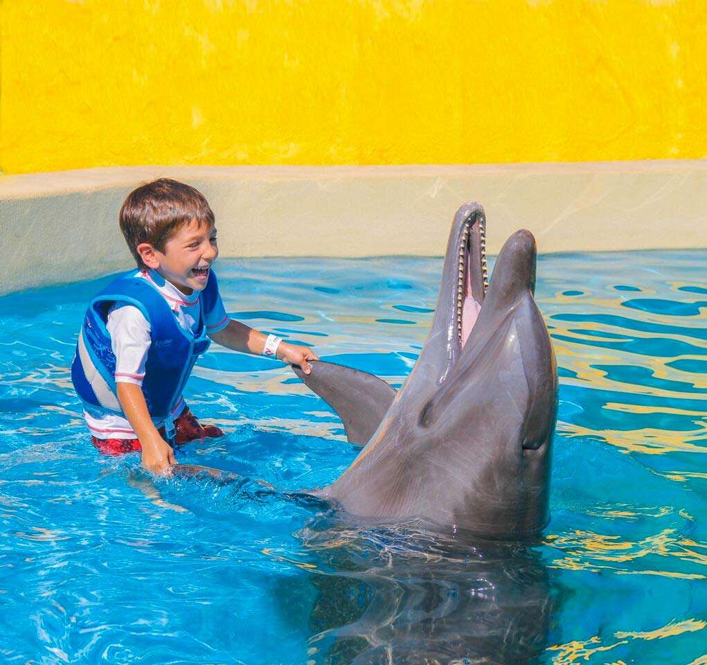 Laughing Dolphin.
