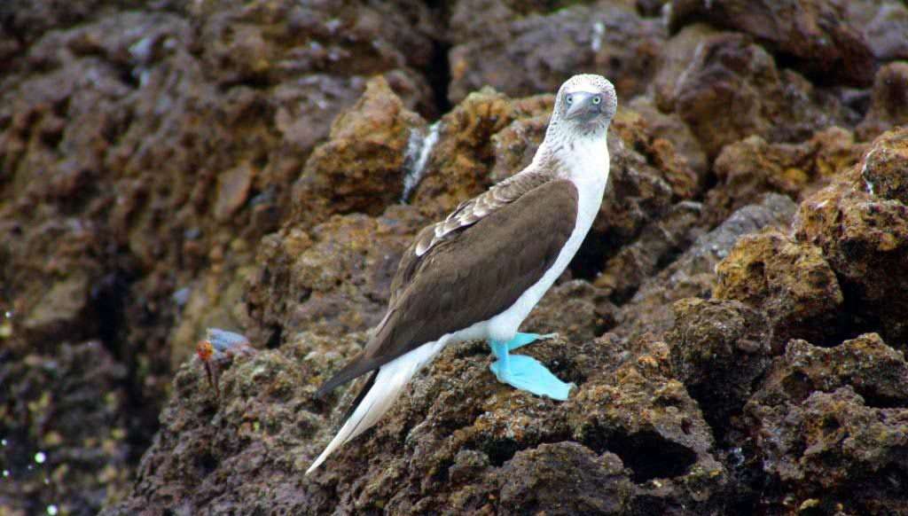 Blue Footed Booby.