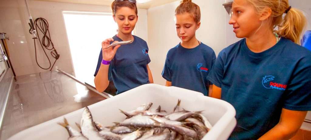 Fish for Dolphins in Vallarta, Mexico