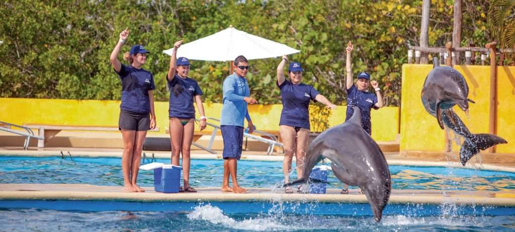 Training dolphins in Vallarta.