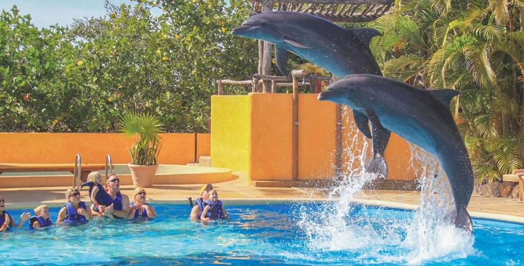 Dolphins jump in Puerto Vallarta.