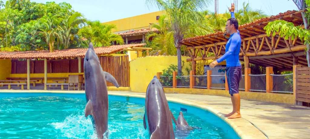 Dolphins jump for Trainer in Puerto Vallarta.