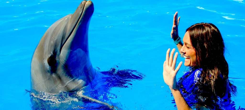 Dolphin Training in Vallarta