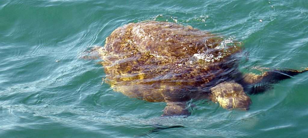 Turtle in Puerto Vallarta.