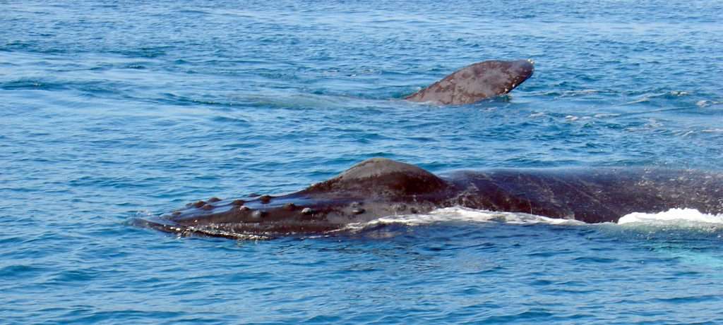two whales in Vallarta, Mexico.