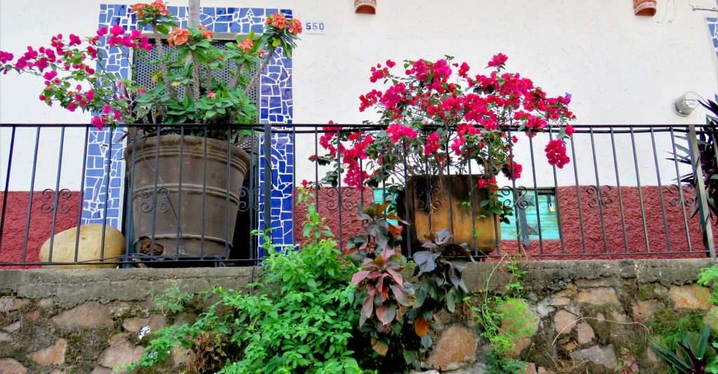 Flowers in Vallarta.