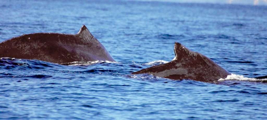 Two whales in PV.