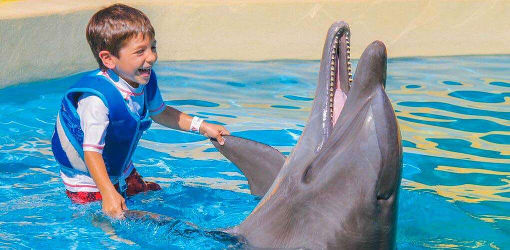 Young boy laughing with a Dolphin.