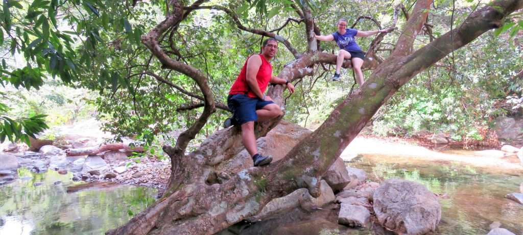 Tree by a river in Vallarta.