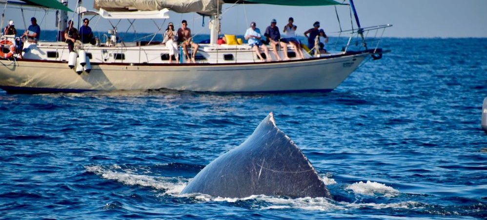 sailboat whale