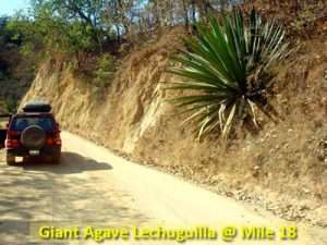 On road trip Vallarta - Cuale.